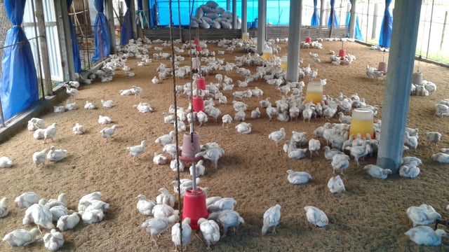 Chickens_in_poultry_farm.jpg